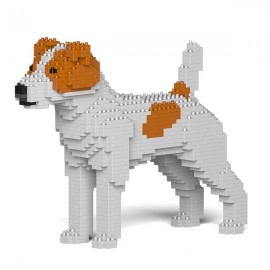 Chien Jack Russell Terrier grande taille taches marrons